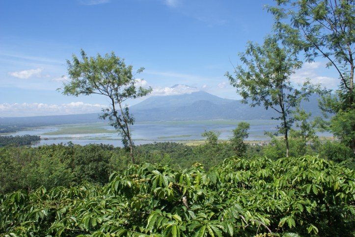 Pemandangan di Kampoeng Kopi Banaran