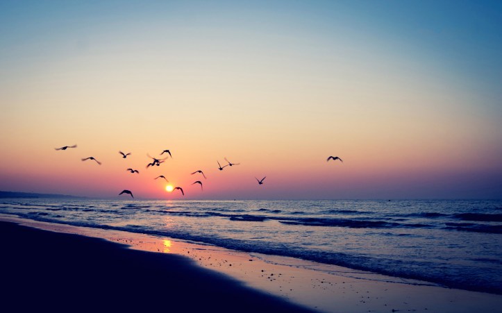 sunset-birds-sea-nature