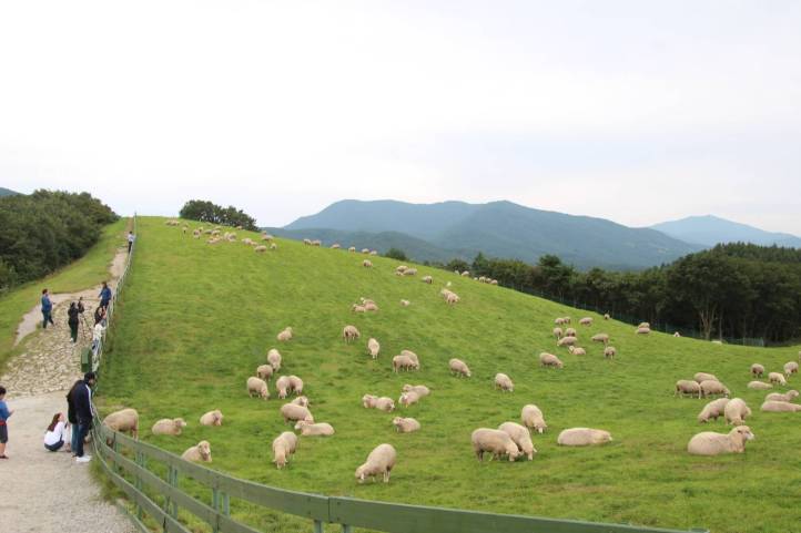 sheep farm